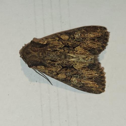 Réf. 330 648 : Mniotype solieri
